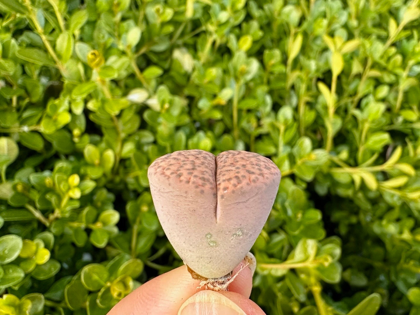 Lithops fulviceps
