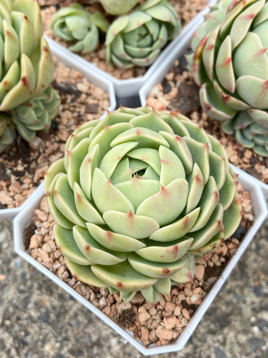 Echeveria Ben Badis | Succulent Cluster