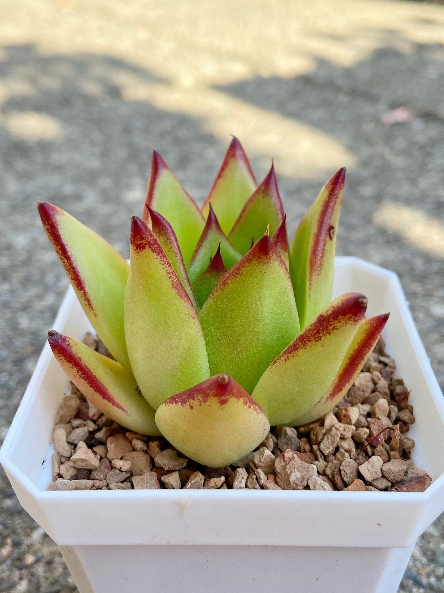 Echeveria agavoides Lipstick