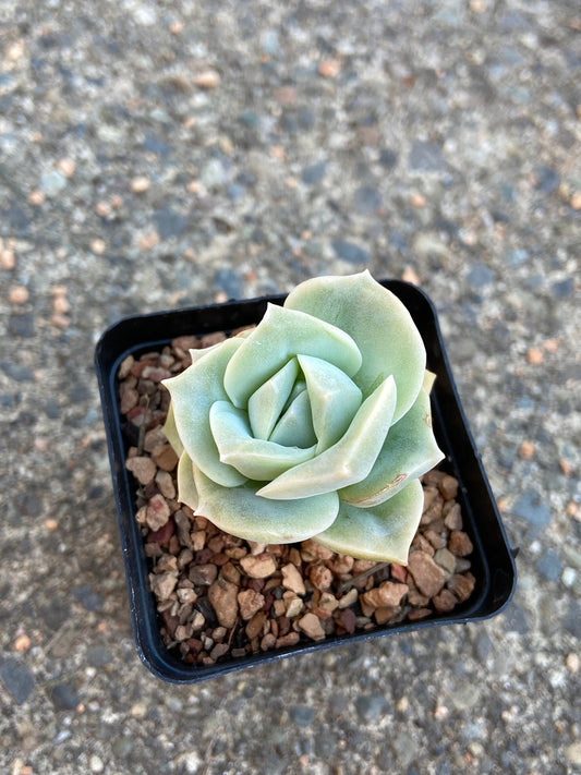 Echeveria Lovely Rose