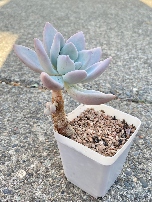 Graptoveria 'Opalina' | Succulent With Aged Stem