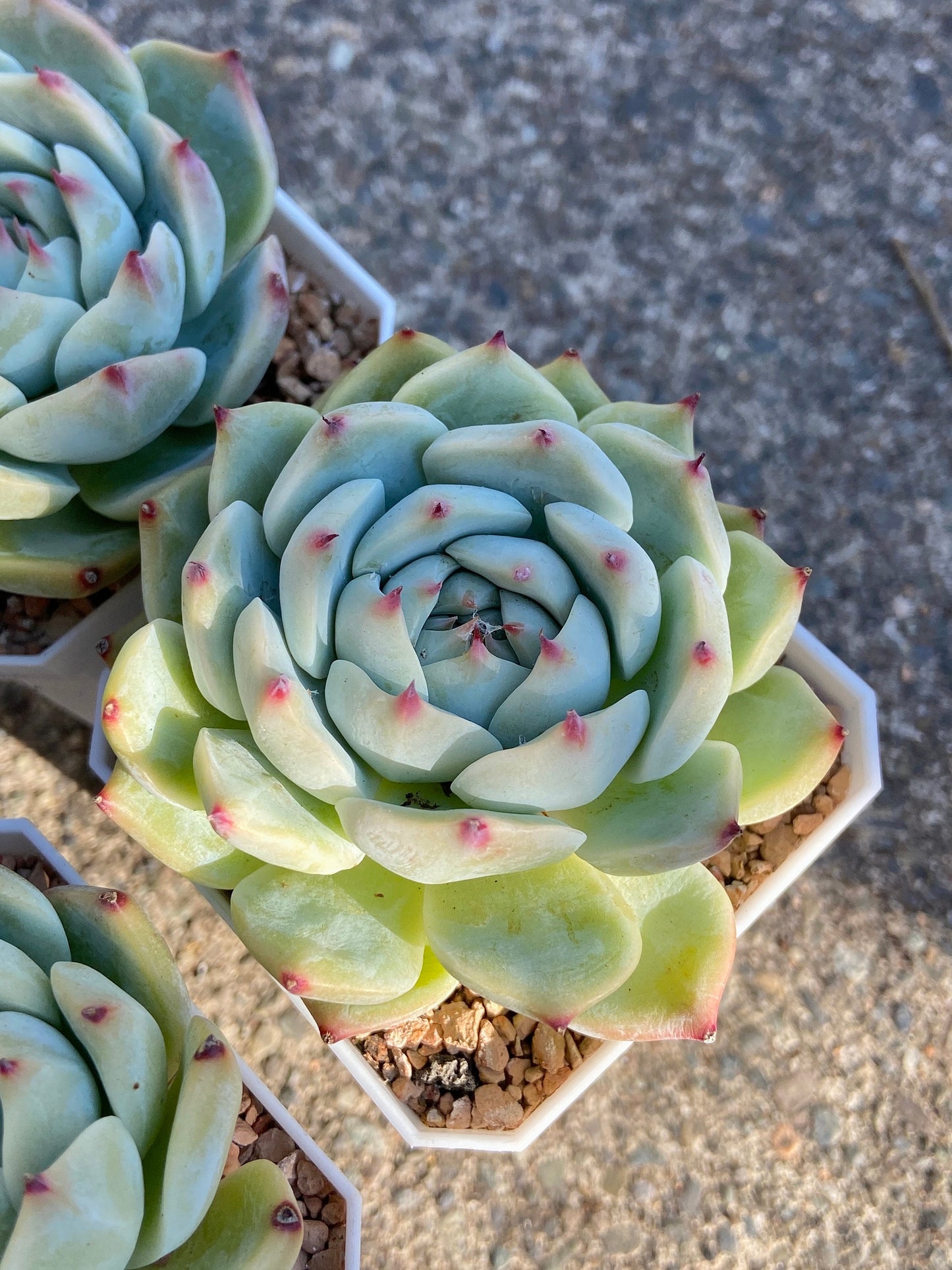 Echeveria cv Momotarou