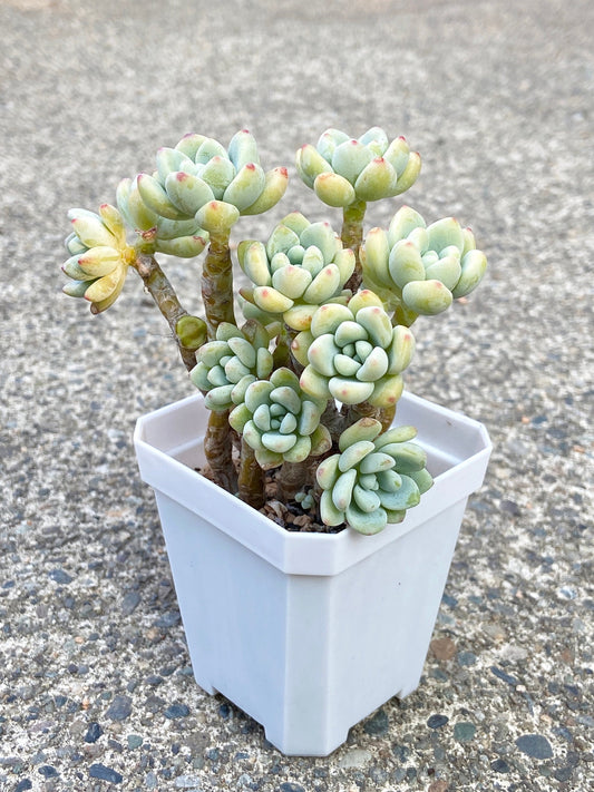Sedum Clavatum